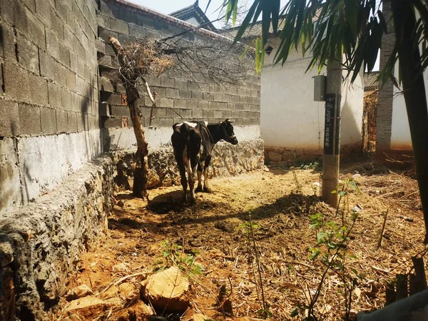 a young and beautiful, a cow in the village