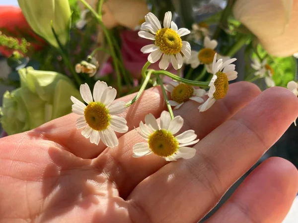 hand holding a flower in a female hands