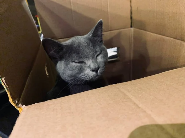 black cat in the box