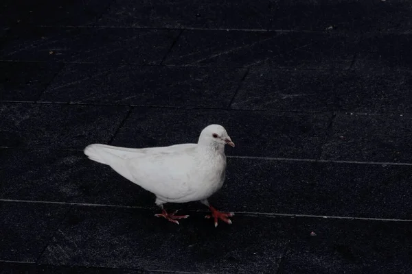 white pigeon on the ground