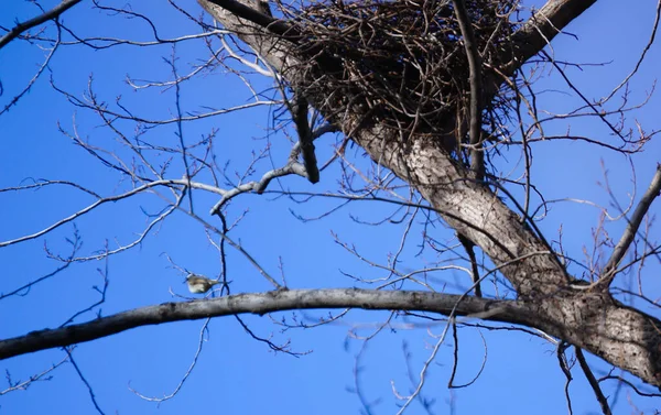 tree branches, flora and fauna