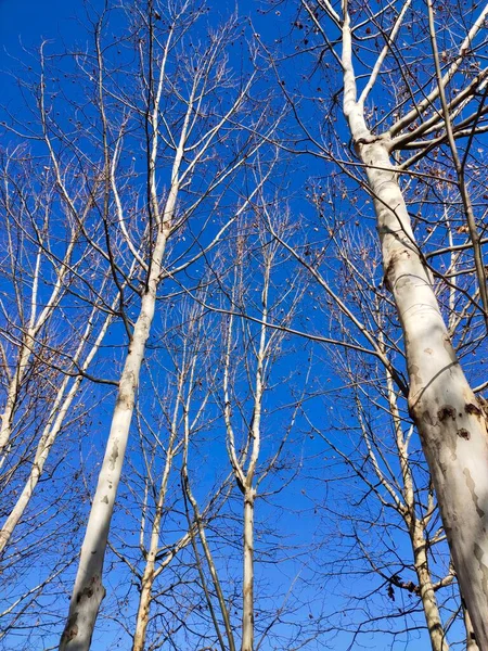 birch tree branches in the forest