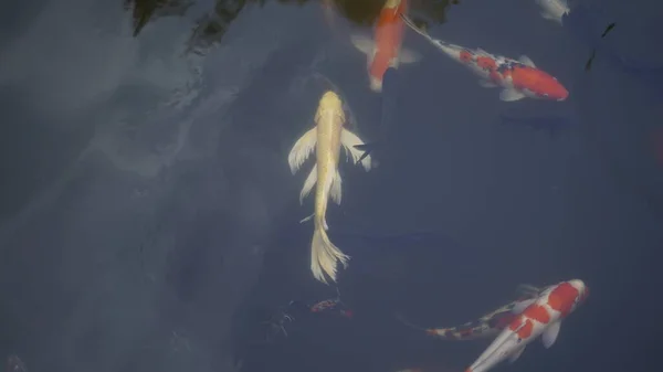 beautiful fish in the pond