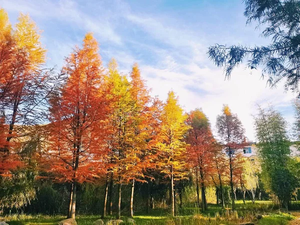 beautiful autumn landscape with trees and leaves