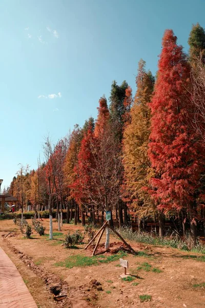 beautiful autumn landscape with trees and leaves