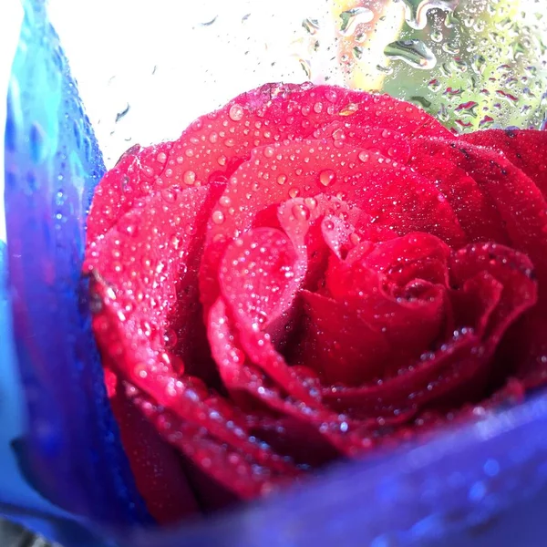 beautiful red rose with water drops