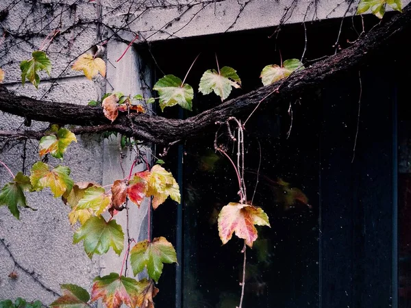 Stock image autumn leaves, fall season flora