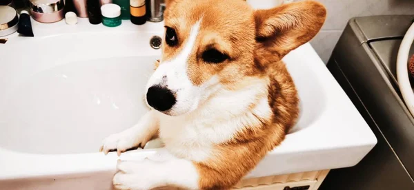 dog washing the bath with foam