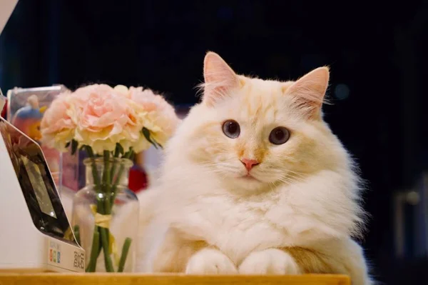 beautiful white cat with flowers on a background of a flower