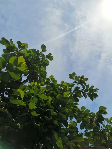 stock image green leaves in the forest