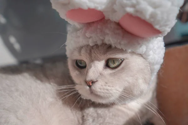 cute cat with a white fluffy hair