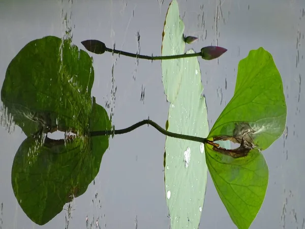 green leaves, flora and fauna