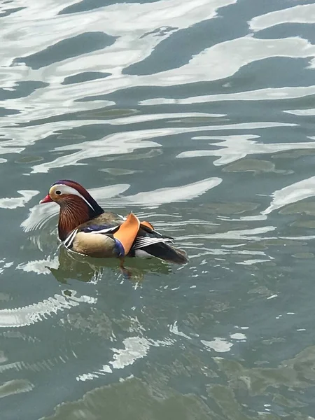 stock image beautiful duck swimming in the lake