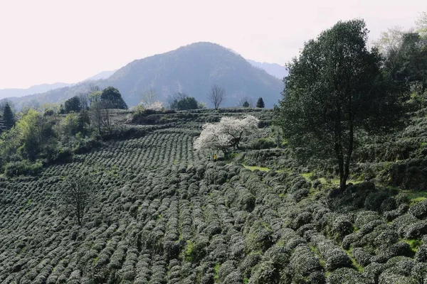 beautiful landscape of the valley of the island of the state of the province of the arab