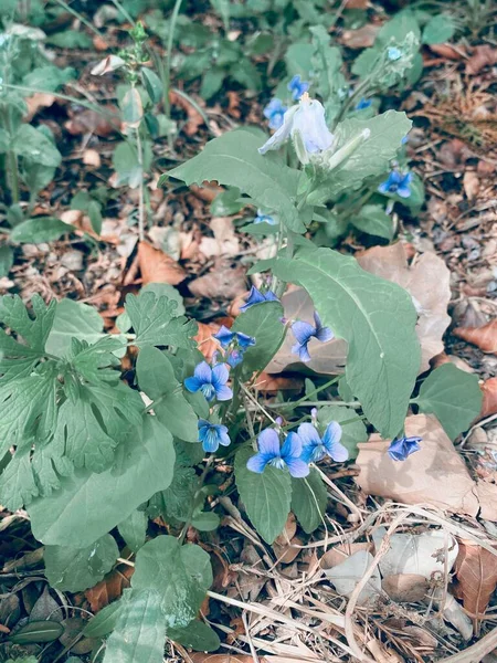 Flores Azules Jardín — Foto de Stock