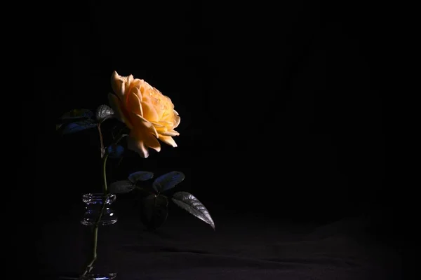 beautiful roses on black background