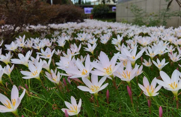 stock image white flowers in the garden