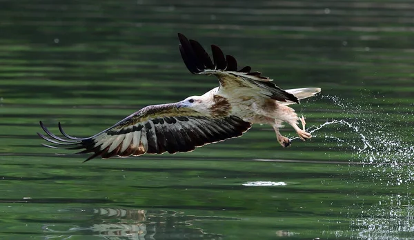 a bird is flying in the water