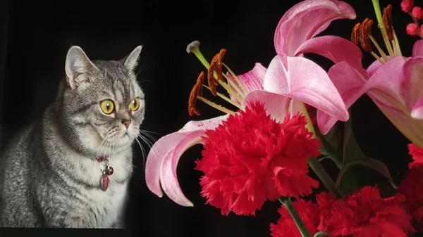 beautiful cat with flowers on a black background