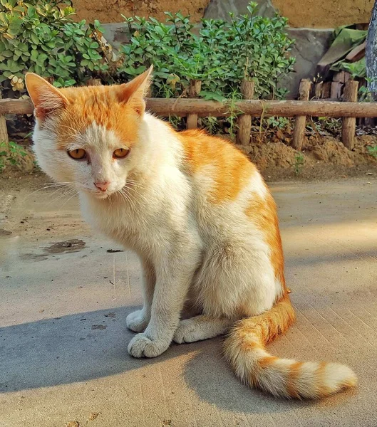 Stock image cat sitting on the street