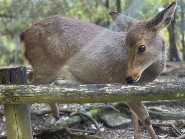 a closeup shot of a cute kangaroo