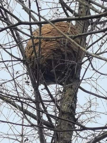 tree branches, flora and fauna