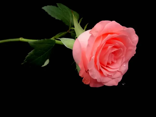 beautiful pink rose on black background