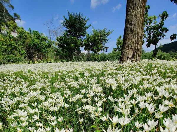 beautiful white flowers in the forest