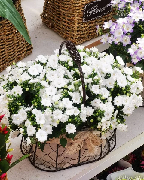 beautiful flowers in a basket