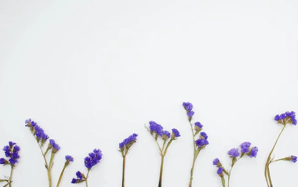 beautiful lavender flowers on white background