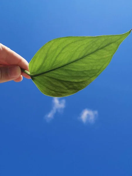 green leaves on blue sky background