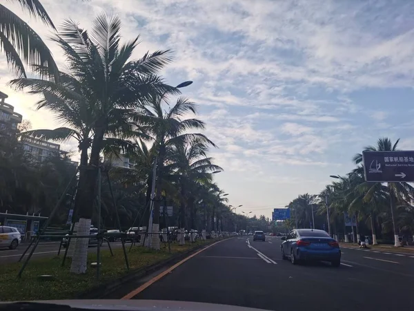 palm trees in the city of thailand