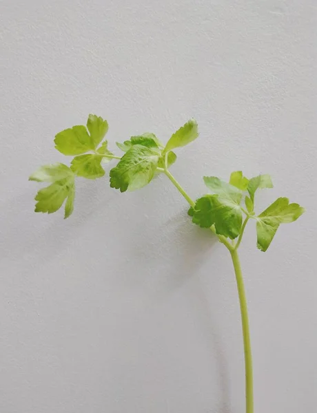 green leaves of a plant on a white background