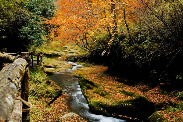 beautiful autumn landscape with trees and leaves