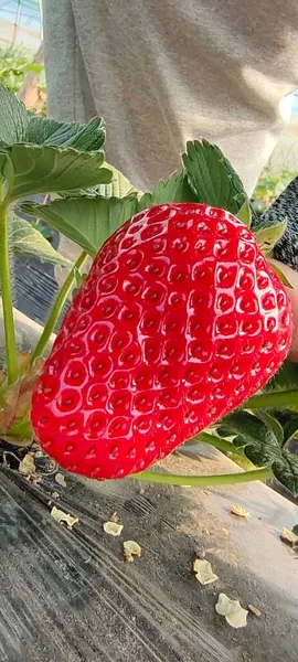 red ripe strawberries on a tree