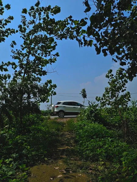 car in the forest