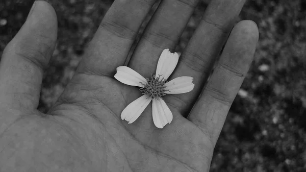 hand holding a white flower in the hands of a woman\'s
