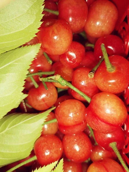 red and green apples on a white background