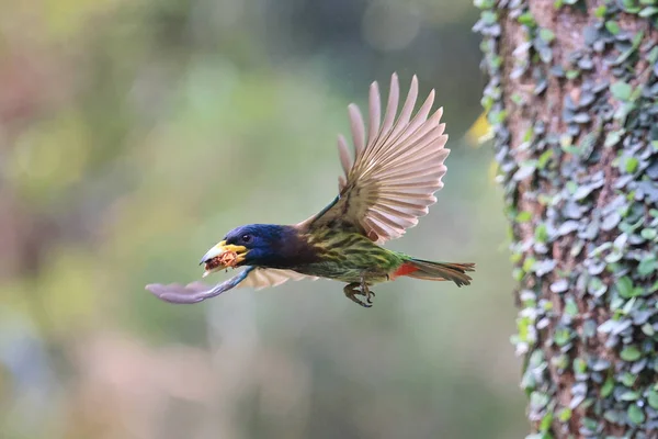 bird in flight, flora and fauna