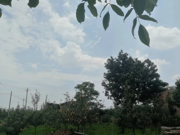 beautiful landscape with trees and green leaves