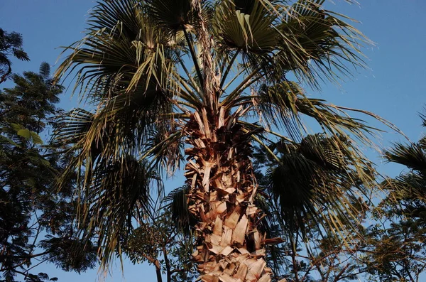 palm tree in the desert