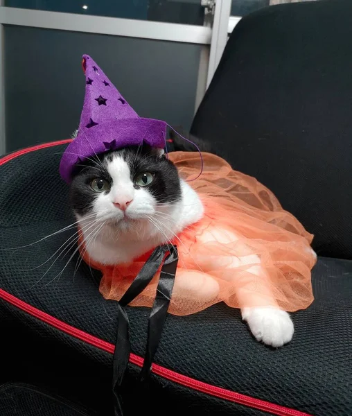 cat with a hat and a black bag