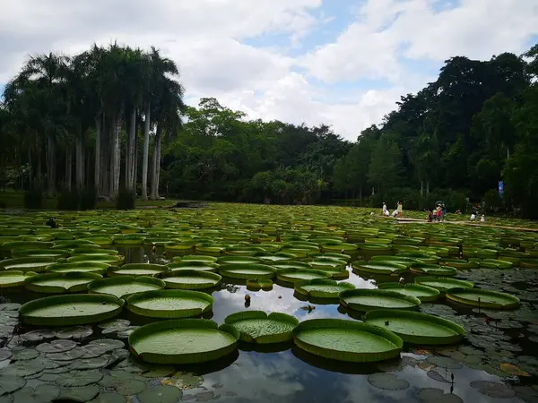 stock image lotus flower in the pond