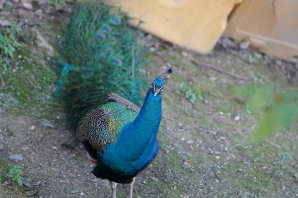 peacock with blue eyes