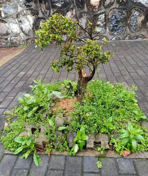 stock image green ivy in the garden