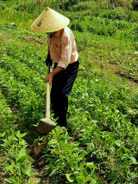 farmer cutting the green tea plantation