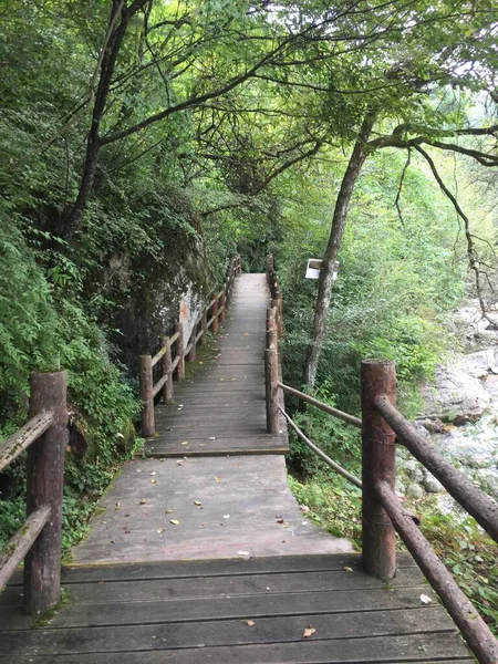 wooden bridge in the forest