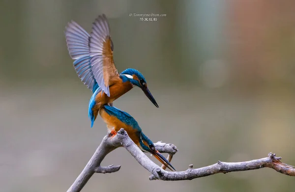 beautiful blue bird in the forest