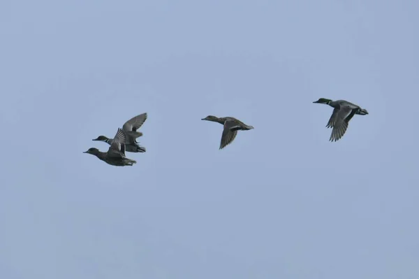 a flock of birds flying in the sky