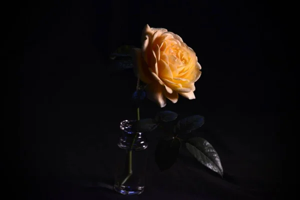 beautiful rose flower on black background